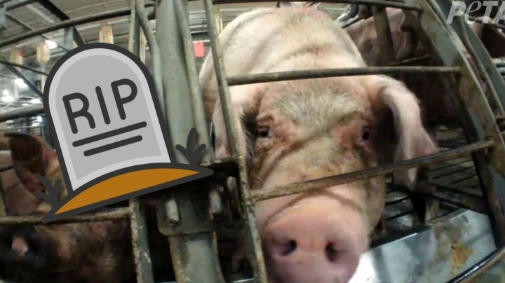 Cerdo mata a carnicero en matadero; se vengó antes de ser sacrificado