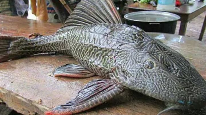 'Diabólico' pez aparece en el Cañón del Sumidero; podría dañar el ecosistema