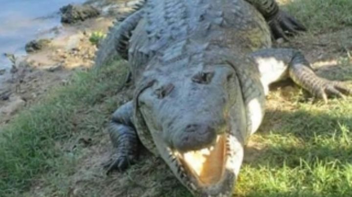 Recapturan a cocodrilo de más de tres metros de largo en Tampico