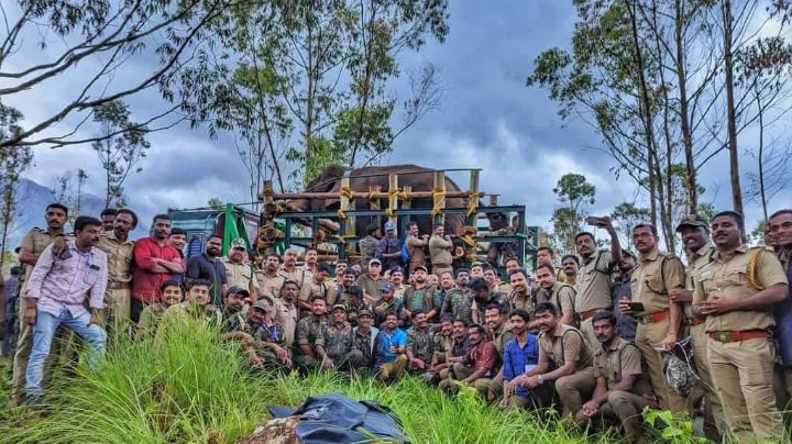 Capturan a elefante salvaje que mató a seis personas; robaba almacenes de arroz | VIDEO