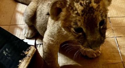 Zoológico Nuevo Laredo: nacen hermosas leonas africanas; son las primeras | VIDEO
