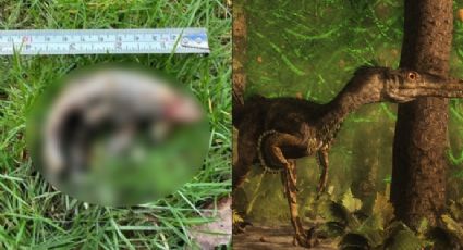 "Garra de dinosaurio" es descubierta en el patio de una casa; expertos investigan su origen