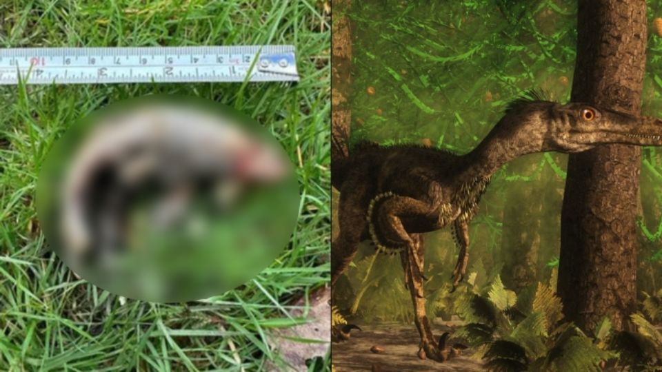 La supuesta garra de dinosaurio fue analizada por dos expertos, quienes no pudieron determinar de qué animal exactamente pertenecía