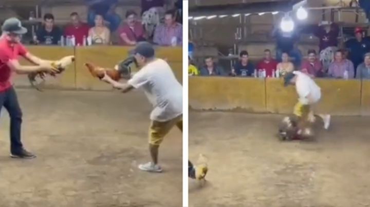 Gallo de pelea ataca y hiere gravemente a su dueño | VIDEO