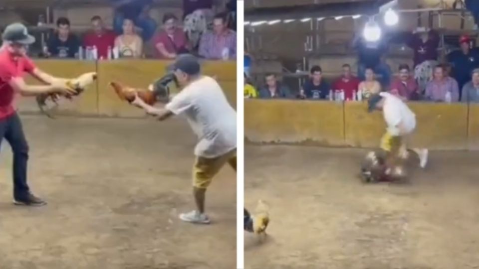 El gallo, en una probable venganza, se fue encima del hombre, dañándolo por sus días de lucha en la arena