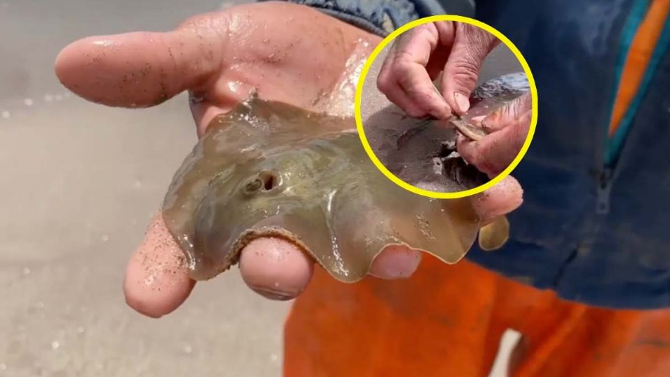 Mantarrayas son mutiladas para evitar que lastimen a turistas en Sonora