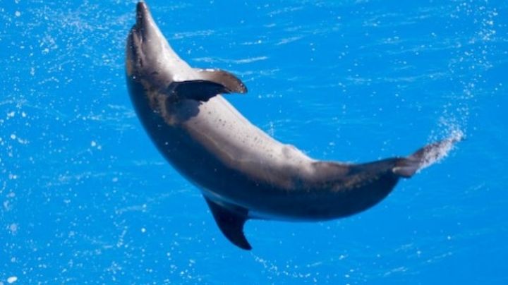 Delfines sorprenden a turistas en Veracruz | VIDEO
