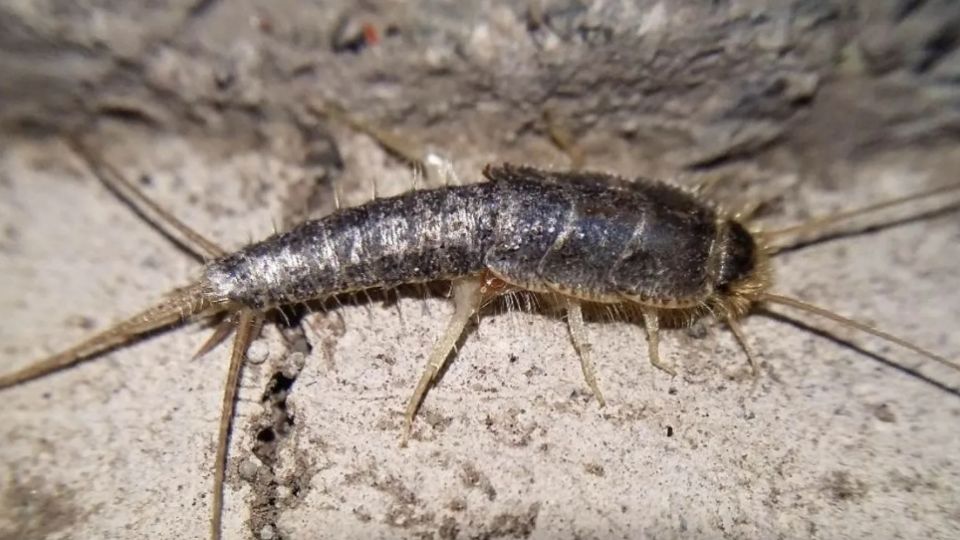 A pesar de ser inofensivo para el ser humano, la presencia de este insecto podría causarte muchos dolores de cabeza; aquí te decimos cómo evitarlos