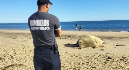 Elefante marino más grande en la historia de la Tierra visitó Sonora ; esto mide y pesa