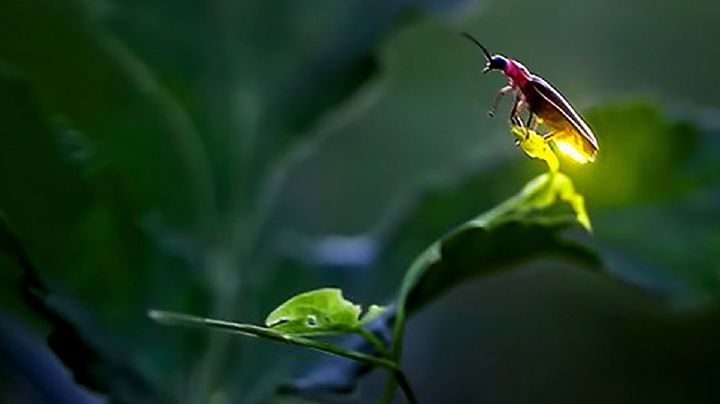 Luciérnagas en peligro de extinción: ¿hace cuánto tiempo no ves una?