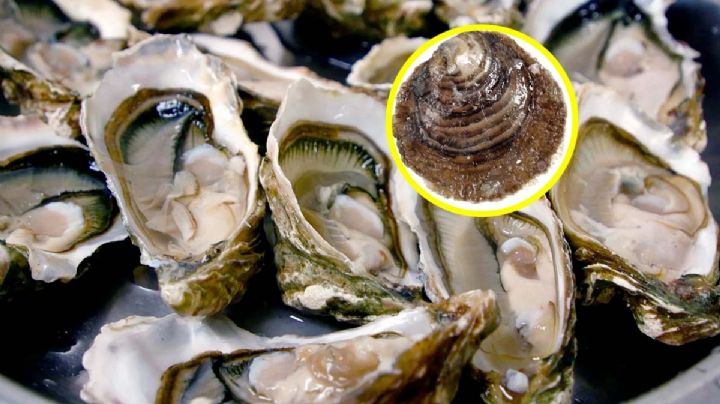 Ostras marinas, además de sabrosas ayudan a limpiar los mares y ríos