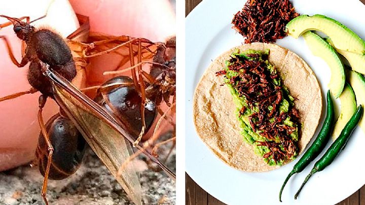 Hormigas chicatanas: así se cocina la receta de este delicioso platillo gourmet mexicano