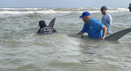 Capturan enorme tiburón de 4 metros en Isla del Padre | VIDEO