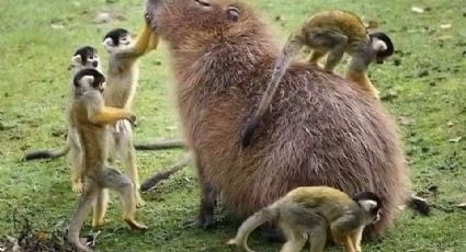 Este animal se hace el 'amigo de todos'; conoce al genial capibara