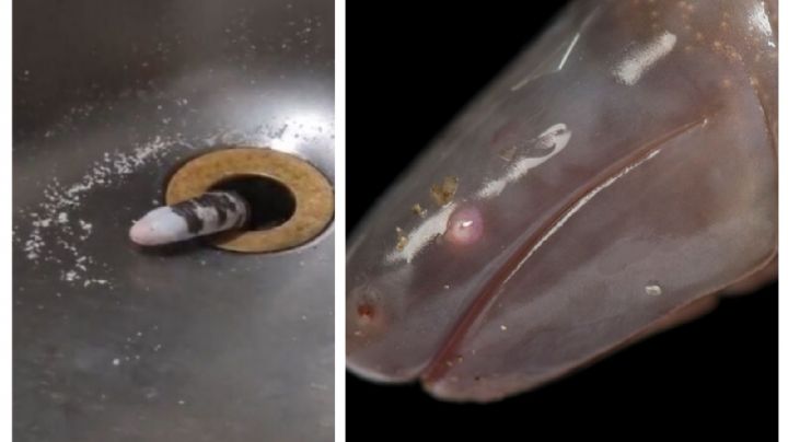 Mujer encuentra un inusual gusano cuando lavaba los platos | VIDEO