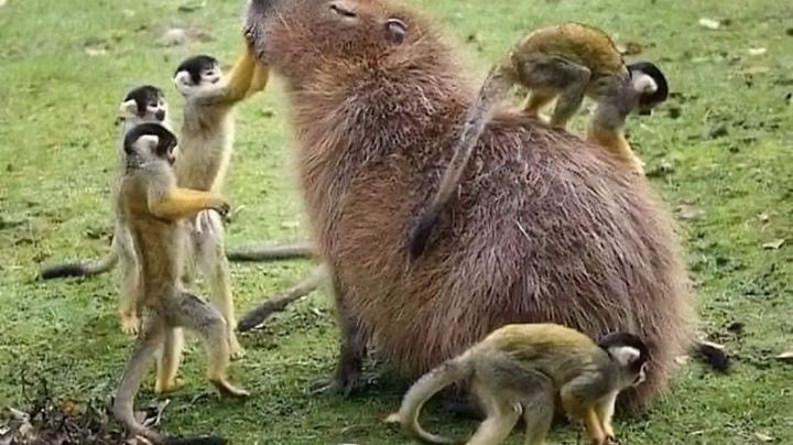 Este animal se hace el 'amigo de todos'; conoce al genial capibara