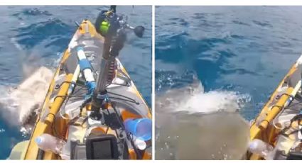 Captan el brutal ataque de un tiburón a un pescador | VIDEO