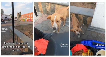 Repartió comida a perritos de la calle al estilo Rappi; el resultado es hilarante