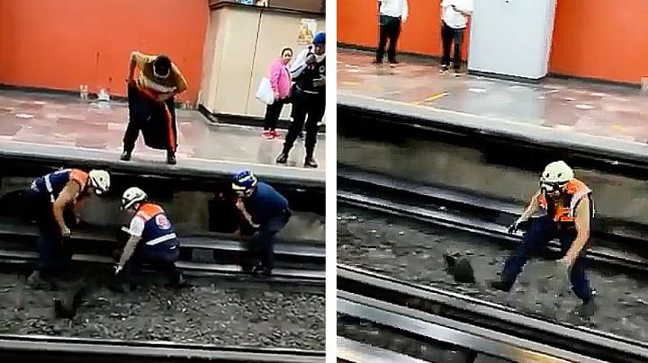 Gallina detiene el metro en CDMX; desquicia a empleados que no lograban atraparla | VIDEO