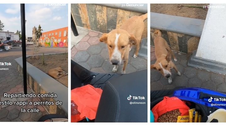 Repartió comida a perritos de la calle al estilo Rappi; el resultado es hilarante