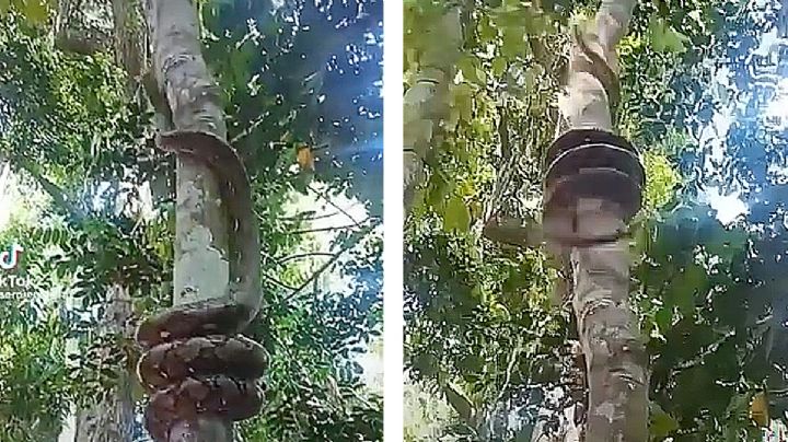 Descomunal anaconda trepa árboles con velocidad asombrosa | VIDEO