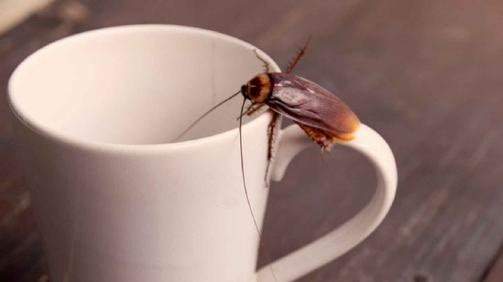 ¿Cucarachas?, acaba con ellas con este ingrediente casero