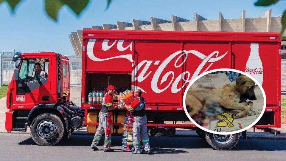 El pequeño animal se encuentra entre la vida y la muerte luego de ser arrastrado por el vehículo de carga durante varios metros