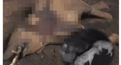 Esto sucede con el enorme cuerpo de un elefante después de muerto | VIDEO