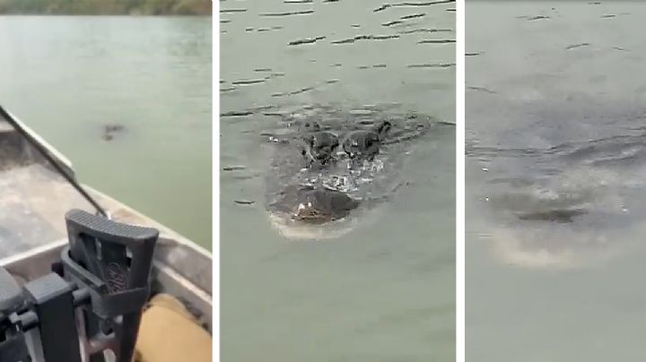 Avistamiento de terrorífico cocodrilo en el Río Bravo es compartido por Greg Abbott | VIDEO
