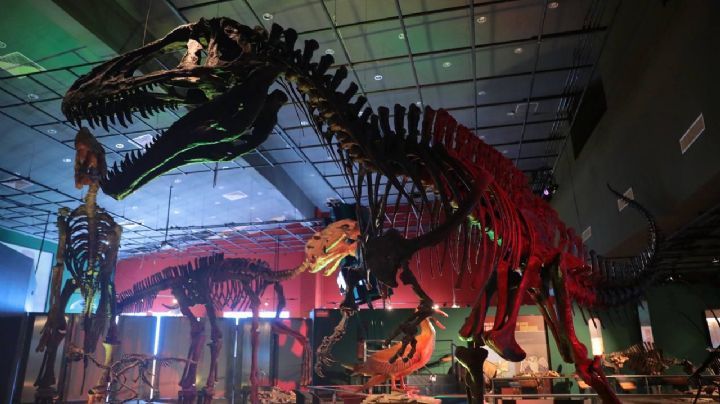 Museo de Historia Natural de Nuevo Laredo, un recorrido por el tiempo