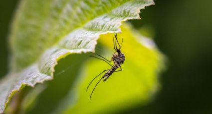 Plantas para repeler mosquitos que sí funcionan