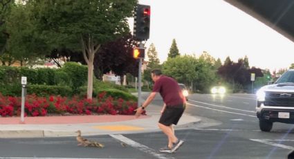 Muere hombre atropellado; ayudaba a patitos a cruzar la calle