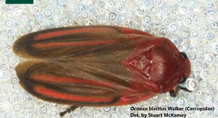 Detectan en Puente Internacional insecto que ataca árboles | FOTO