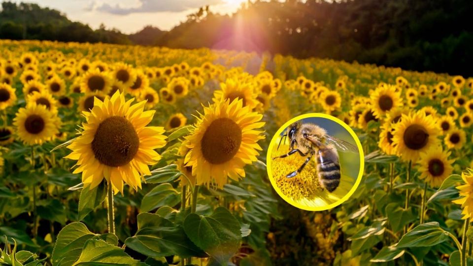 Siembran miles de girasoles para preservar las abejas