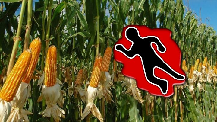 Encuentran cuerpo decapitado de mujer en sembradío de maíz en Jalisco