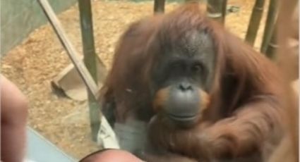 Orangután causa momento de ternura al pedir ver de cerca a un bebé humano | VIDEO