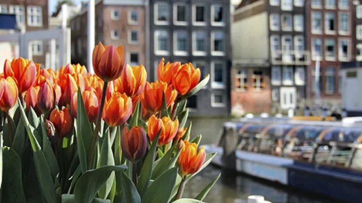 La historia de los tulipanes; la primera 'criptomoneda' que dejó en la ruina a muchos | VIDEO