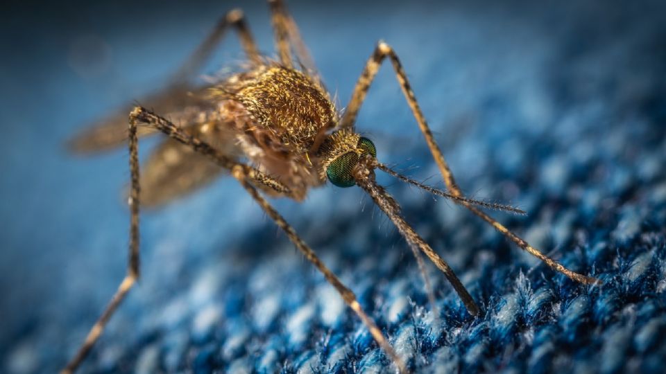 Conoce cuáles son los mejores repelentes contra mosquitos