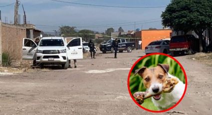 Perro 'pasea' brazo humano en calles de Durango