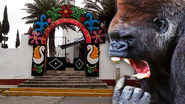 Causa pánico gorila suelto: suman 24 horas de búsqueda; alerta en Hidalgo y Edoméx