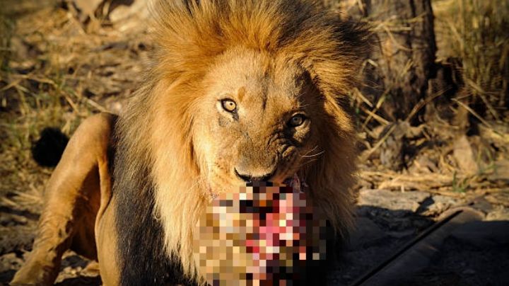 Niño de 6 años muere masacrado por un león de zoológico; sus padres no le pusieron atención
