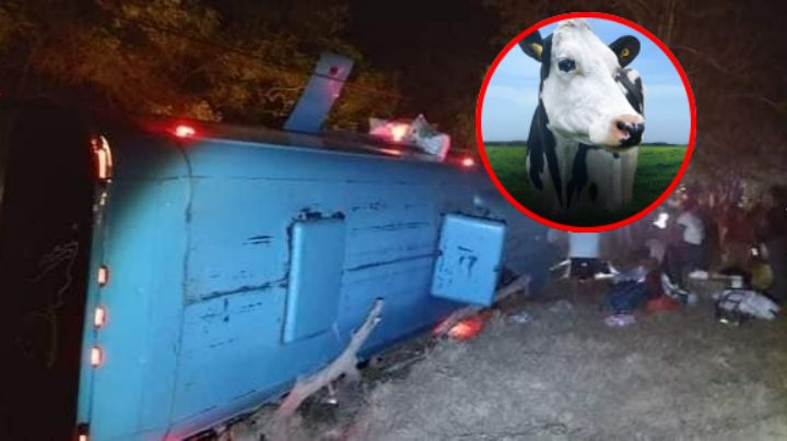 Por esquivar una vaca, vuelca autobús en Guerrero; 13 personas lesionadas