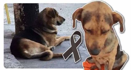 VIDEO | Stich, 'lomito' golpeado salvajemente; solamente se había robado un pan