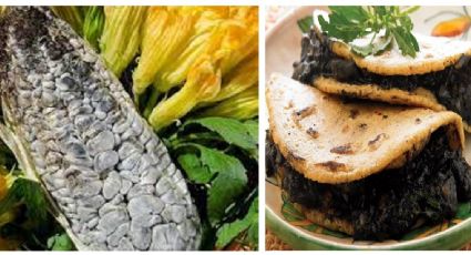 Huitlacoche, el hongo parásito; ¿es seguro comerlo?