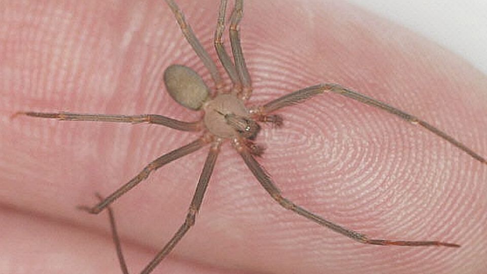 Araña violinista de las más letales.