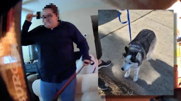 Mujer golpea brutalmente a un perro con mazo; la descubren por video