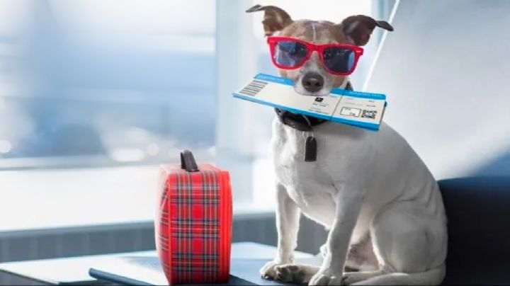 ¿Necesitas alguna visa especial para cruzar con tu mascota a Estados Unidos?