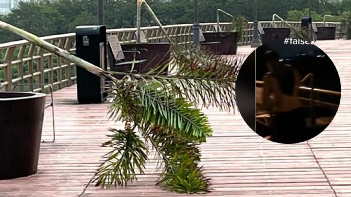 Jóvenes destruyen palmeras del puente de La Laguna del Carpintero y lo graban