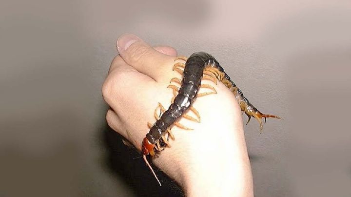 Ola de calor en Tamaulipas: ¿qué hacer ante picadura de ciempiés?