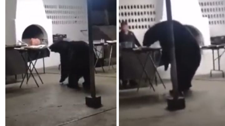 Oso interrumpe fiesta y se come parte de la cena | VIDEO